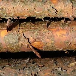 Electrical distribution poles